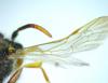 Nomada goodeniana
